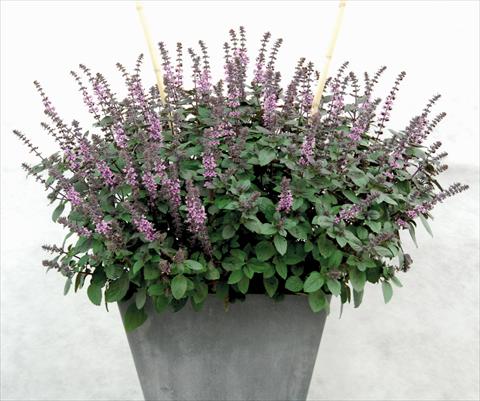 Foto fiore da  Vaso e aiola Ocimum basilicum African Blu®