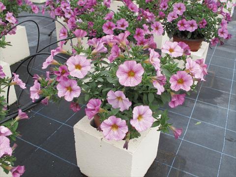 photo of flower to be used as: Pot, bedding, patio, basket Petchoa SuperCal® Artist Rose