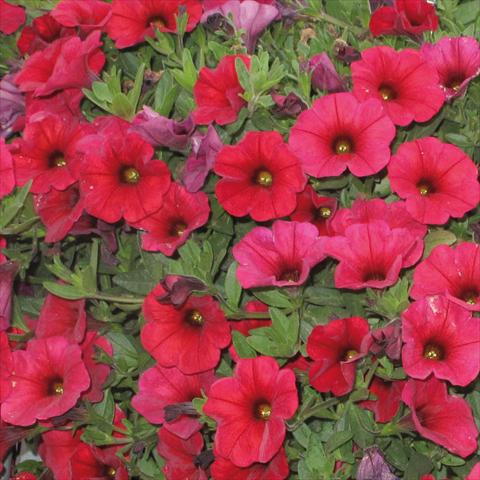 photo of flower to be used as: Pot, bedding, patio, basket Petchoa SuperCal® Cherry