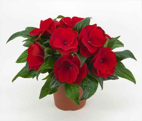 Foto fiore da  Basket vaso o aiuola Impatiens N. Guinea Paradise® Orona