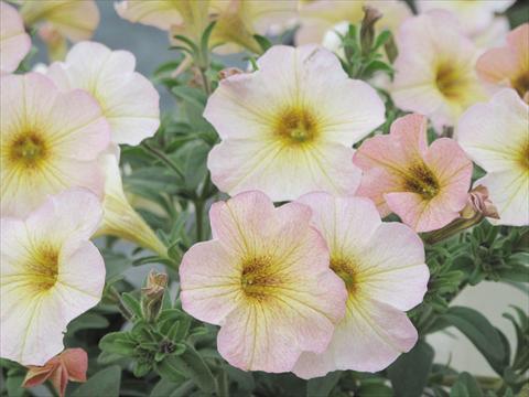 Foto fiore da  Vaso, aiuola, balcone, basket Petchoa SuperCal® Vanilla Blush