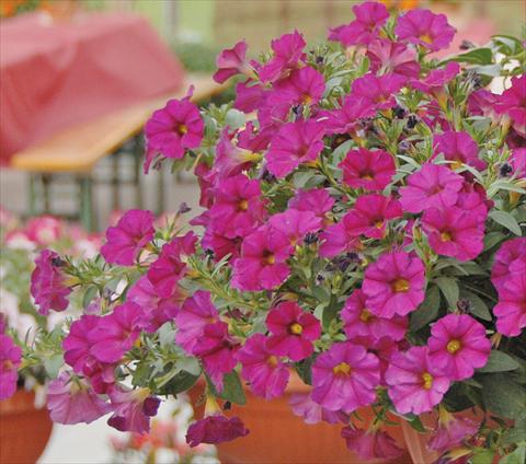 Foto fiore da  Vaso, aiuola, balcone, basket Petchoa SuperCal® Violet