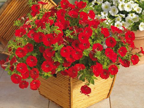 photo of flower to be used as: Pot and bedding Petunia milliflora Picobella Cascade mix