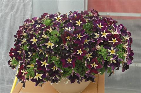 Foto fiore da  Vaso, aiuola, balcone, basket Petunia pendula Cascadias® Rim Magenta