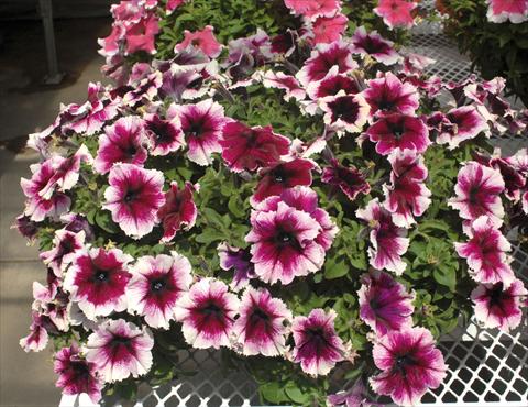 Foto fiore da  Vaso, aiuola, balcone, basket Petunia Happy Giant Bicolor Purple Picotee