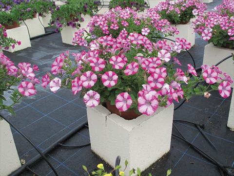 Foto fiore da  Vaso, aiuola, balcone, basket Petunia Mini Blast