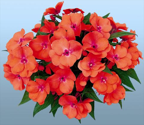 Foto fiore da  Vaso e aiola Impatiens N. Guinea Paradise® Tomea