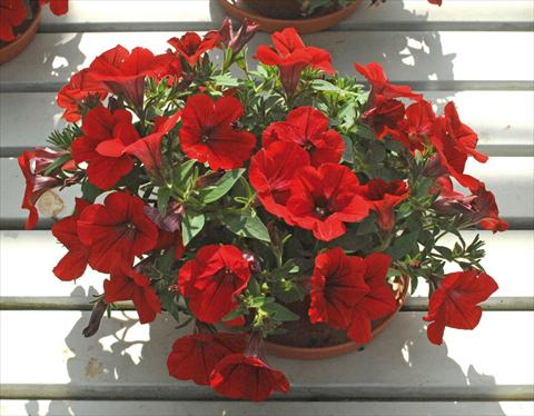 Foto fiore da  Vaso, aiuola, balcone, basket Petunia pendula Surfinia® Deep Red