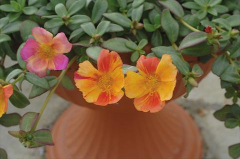 Foto fiore da  Vaso e aiola Portulaca Amica Jumbo Bicolor Mix