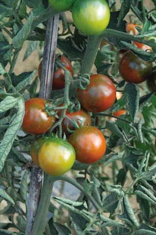 photo of flower to be used as: Pot, bedding, patio Solanum lycopersicum (pomodoro) tipo Camone
