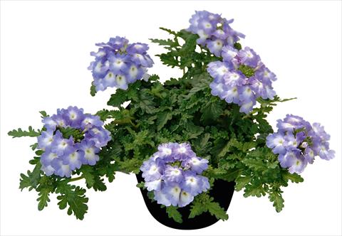 Foto fiore da  Vaso, balcone, basket Verbena Vepita Lavender Ice PW