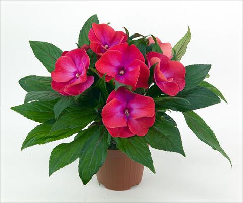 Foto fiore da  Vaso e aiola Impatiens N. Guinea Paradise® Tomini