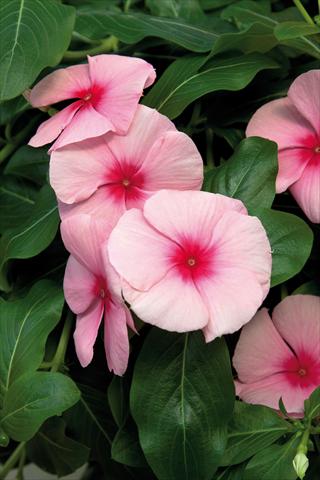 Foto fiore da  Vaso e aiola Catharanthus roseus - Vinca Cora Cascade Strawberry