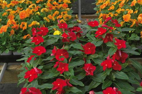 Foto fiore da  Vaso e aiola Catharanthus roseus - Vinca Cora F1 Red