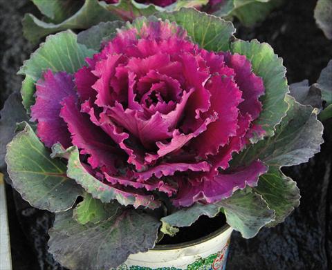 Foto fiore da  Vaso e aiola Brassica oleracea Pigeon Red