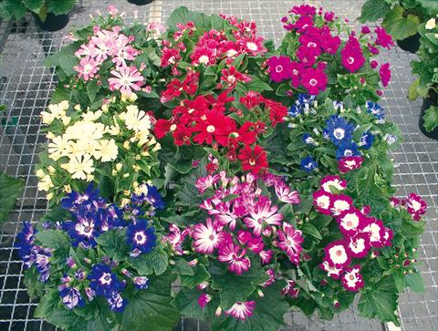 photo of flower to be used as: Pot and bedding Cineraria Vesna