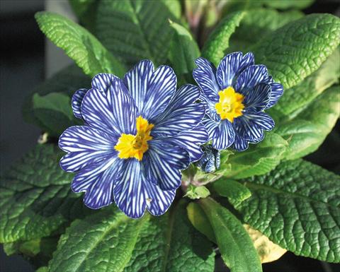 Foto fiore da  Vaso e aiola Primula acaulis Blu zebra