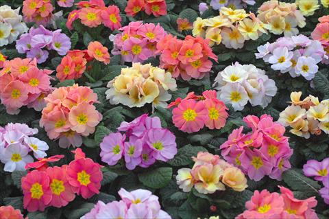 photo of flower to be used as: Pot and bedding Primula acaulis Champagne mix