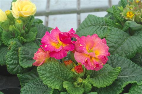 Foto fiore da  Vaso e aiola Primula acaulis Elodie fiore semidoppio mix