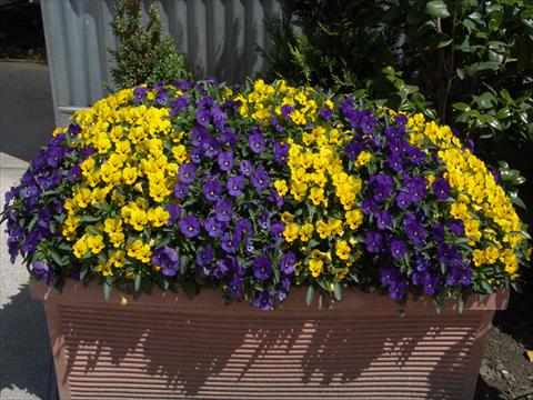 Foto fiore da  Aiuola e/o bordura Viola cornuta Penny Yellow blotch