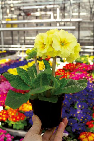 Foto fiore da  Vaso e aiola Primula elatior Sibel crema