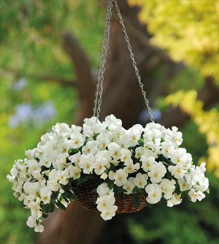 photo of flower to be used as: Pot and bedding Viola cornuta Cool Wave White