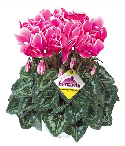 Foto fiore da  Basket o vaso Cyclamen persicum Halios® Fantasia Fuchsia vivo