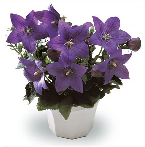 Foto fiore da  Vaso, aiuola, balcone, basket Platycodon Astra Blue