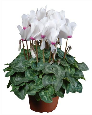 Foto fiore da  Vaso Cyclamen persicum mini Super Serie®s Allure F1 Bianco con occhio