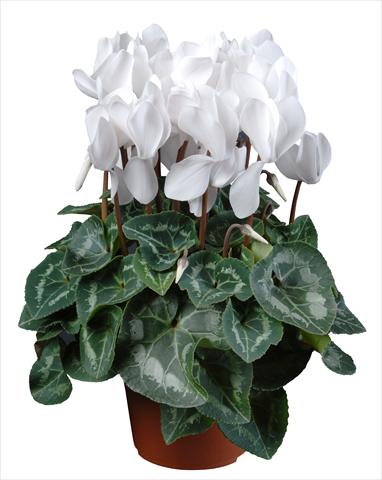 Foto fiore da  Vaso Cyclamen persicum mini Super Serie®s Allure F1 Bianco