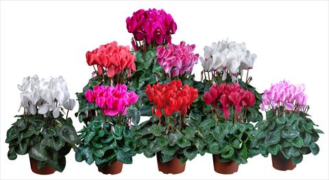 Foto fiore da  Vaso Cyclamen persicum mini Super Serie®s Allure F1 Mix