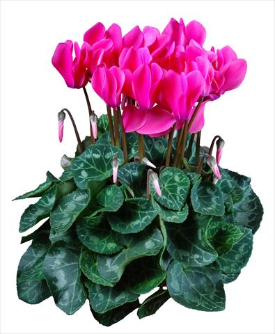 Foto fiore da  Vaso Cyclamen persicum mini Super Serie®s Allure F1 Rosa