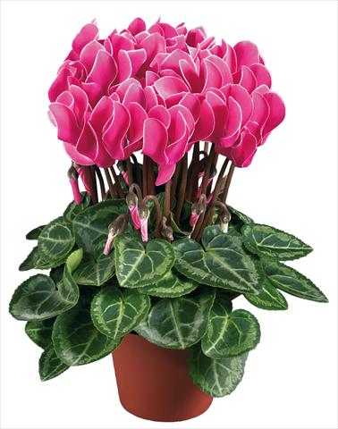 Foto fiore da  Vaso Cyclamen persicum mini Super Serie®s Compact F1 Porpora con bordo bianco imp