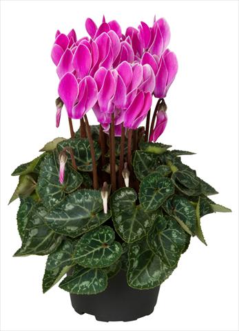 Foto fiore da  Basket o vaso Cyclamen persicum Super Serie® Verano® F1 Violet Flamed