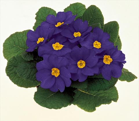 Foto fiore da  Vaso e aiola Primula acaulis, veris, vulgaris Danova Blue