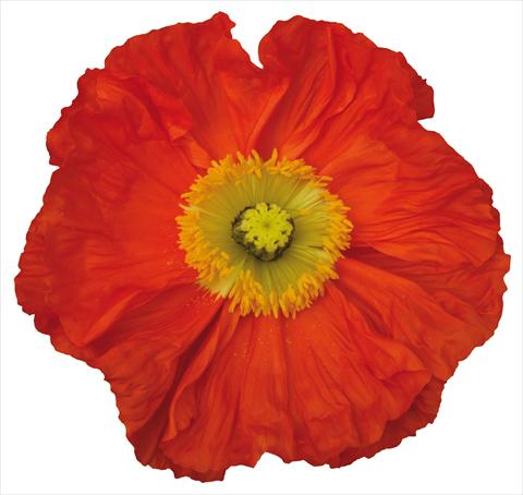 photo of flower to be used as:   Papaver nudicaule Colibrì Arancio