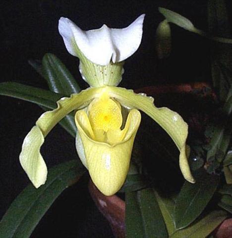 Foto fiore da  Vaso Paphiopedilum Paphiopedilum hybrido