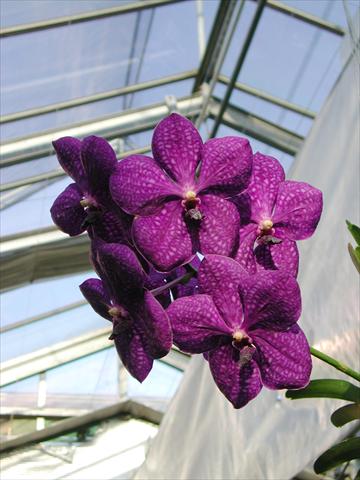 Foto fiore da  Vaso Phalaenopsis Vanda