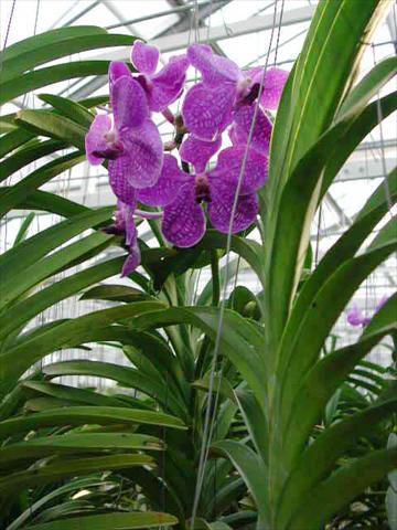 Foto fiore da  Vaso Phalaenopsis Vanda