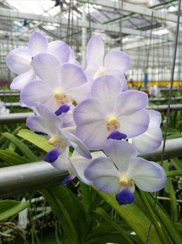 Foto fiore da  Vaso Phalaenopsis Vanda