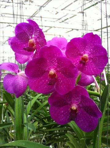 Foto fiore da  Vaso Phalaenopsis Vanda