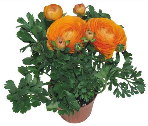 Foto fiore da  Vaso e aiola Ranunculus asiaticus Millepetali® Arancio