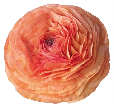 Foto fiore da    Ranunculus asiaticus Success® Mambo