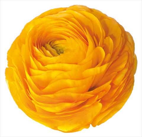 Foto fiore da    Ranunculus asiaticus Success® Pareo