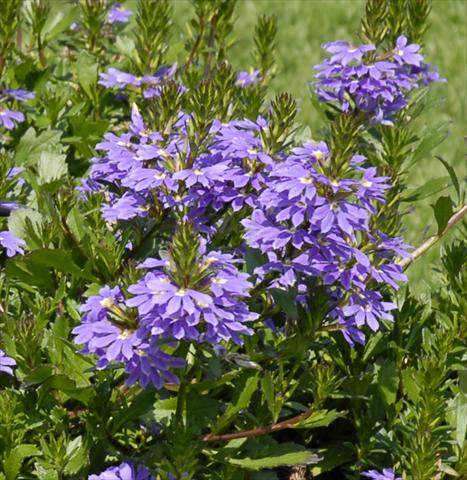 Foto fiore da  Basket vaso o aiuola Scaevola aemula Fandaneger