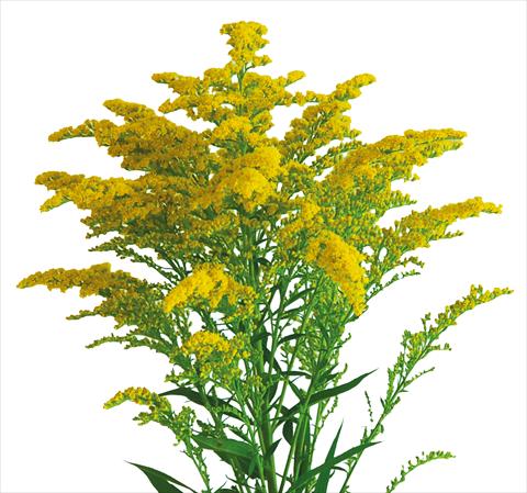 Foto fiore da  Reciso Solidago Evita