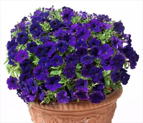 Foto fiore da  Vaso, aiuola, balcone, basket Petunia multiflora Baby Gioconda Blue