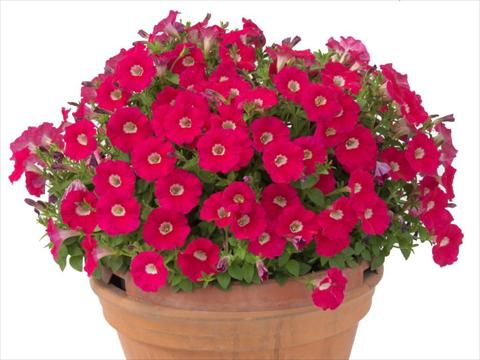 Foto fiore da  Vaso, aiuola, balcone, basket Petunia multiflora Baby Gioconda Deep Rose