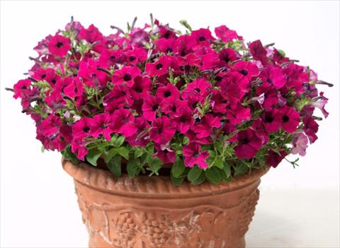 Foto fiore da  Vaso, aiuola, balcone, basket Petunia multiflora Baby Gioconda Purple