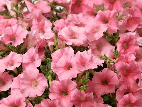 photo of flower to be used as: Pot, bedding, patio, basket Petunia multiflora Baby Gioconda Salmon